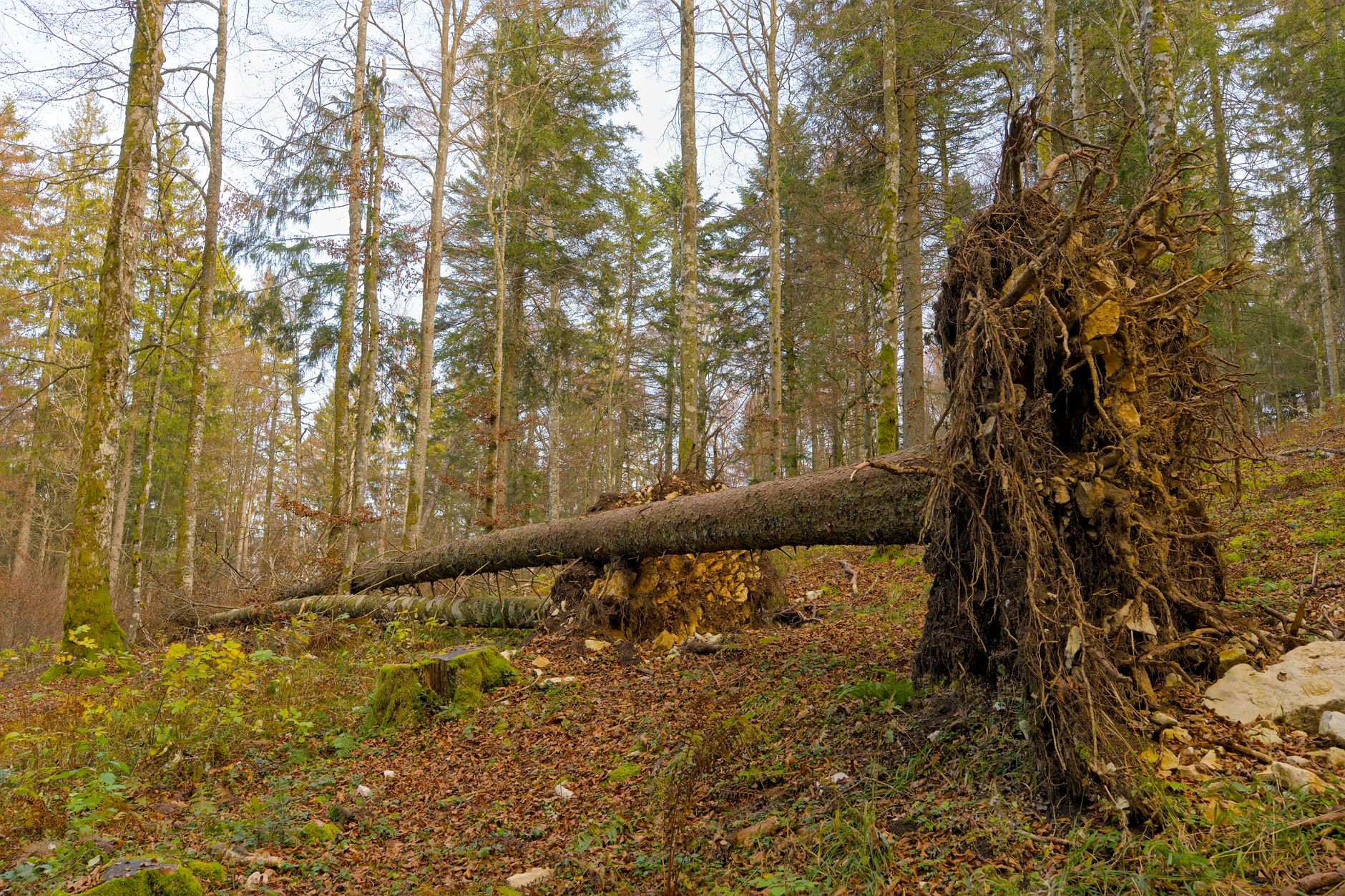 Enlèvement arbre urgence équipe à Le Chesnay-Rocquencourt